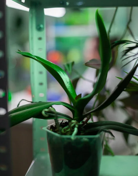 Potten met planten in laboratorium voor biologie, plaats voor wetenschappelijk onderzoek. — Stockfoto