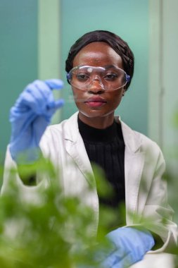 Yaprak örneğine bakan Afrikalı bilim adamı kadının yakın çekimi.