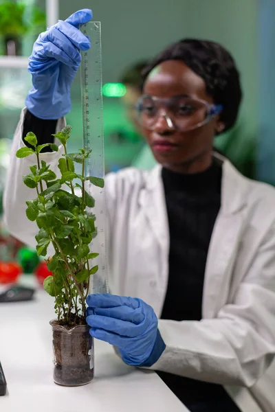 Investigador africano mide plantones para experimento botánico —  Fotos de Stock