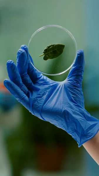 Крупный план женщины-биолога, держащей в руках медицинский образец зеленого листа — стоковое фото