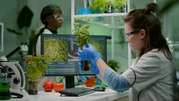 Biólogo médico científico examinando plantón verde —  Fotos de Stock