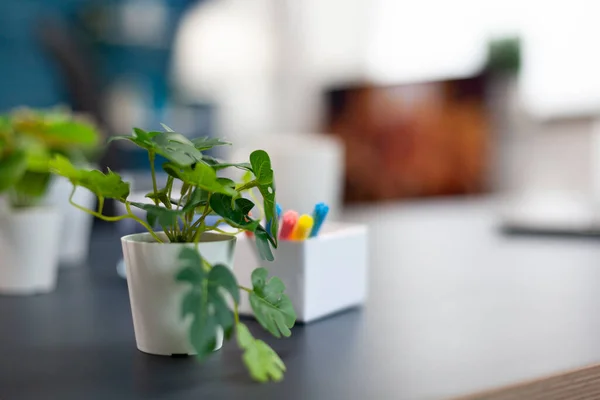 Kleine bloemen op kantoor in appartement — Stockfoto