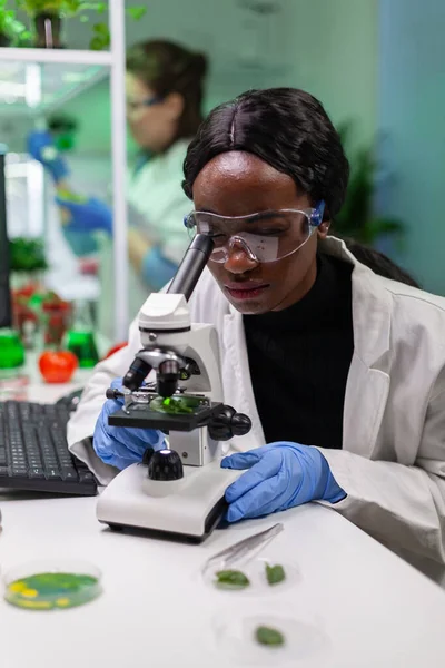 Investigador biólogo africano analizando hoja verde gmo —  Fotos de Stock