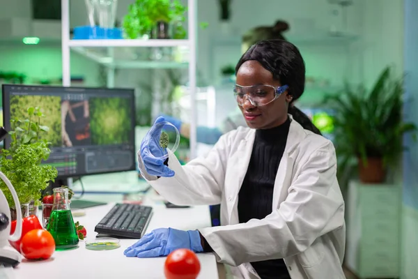 Primer plano de científico africano mirando placa petri con hoja verde —  Fotos de Stock