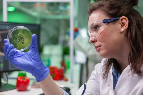 Исследователь-ботаник держит чашку Петри с образцом зеленого листа, анализируя генетическую мутацию — стоковое фото