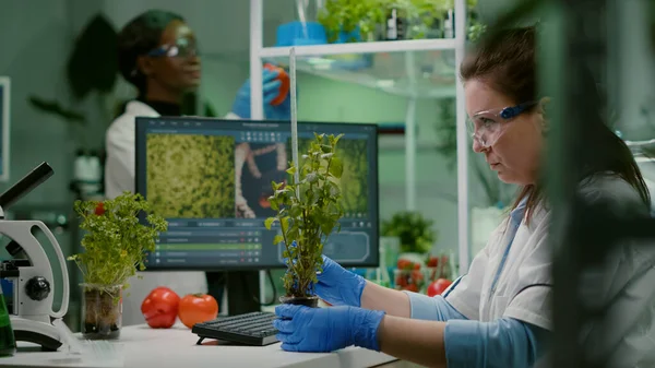 Researcher woman measuring eco sapling while observing biological transformation — Stock Photo, Image