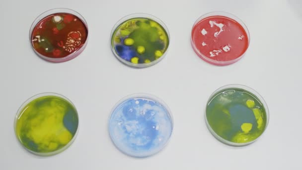 A petri-edény közelsége baktériumokkal az asztalon a laboratóriumban — Stock videók