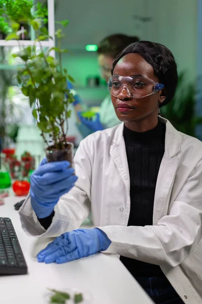 Mujer investigadora mirando el arbolito verde en comparación con el tomate —  Fotos de Stock