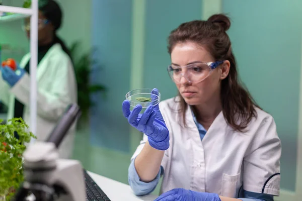 Botanist woman looking at petri dish with leaf sample checking gmo test — Stock Photo, Image