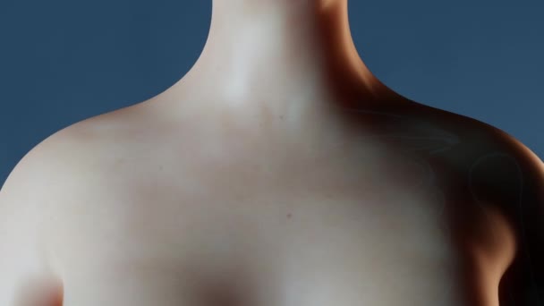 Anatomie des Magens im weiblichen Körper — Stockvideo
