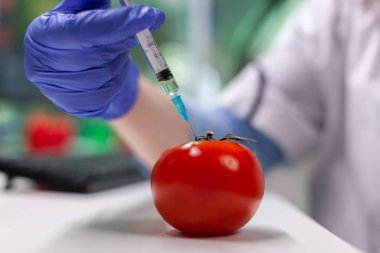 Biyolog ellerinin organik domateslere böcek ilacı enjekte etmesi.