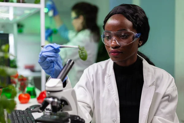 Investigador afroamericano doctor sosteniendo muestra de hoja verde trabajando en experimento de medicina —  Fotos de Stock