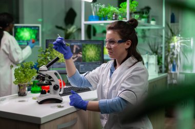 Biyolog elinde yeşil yaprak örneği ile genetik olarak değiştirilmiş bitkiler buldu.