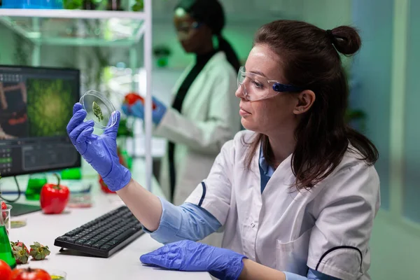 Biologist researcher analyzing petri dish with green leaf working at microbiology experiment — Stock Photo, Image