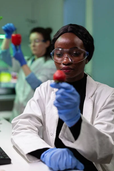 Afrykański amerykański naukowiec posiadający organiczną truskawkę badającą zmodyfikowane owoce genetyczne — Zdjęcie stockowe