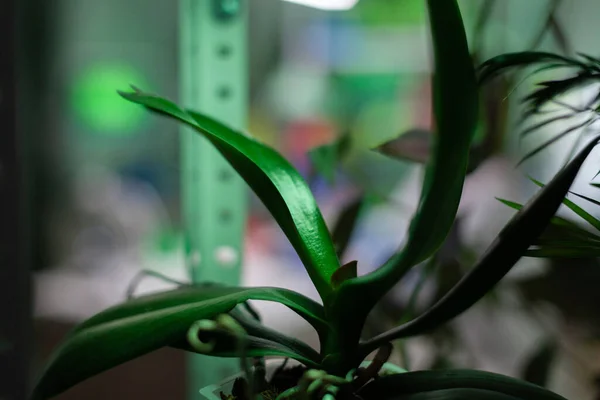 Selectieve focus op groene plant op tafel in biochemisch ziekenhuis laboratorium — Stockfoto