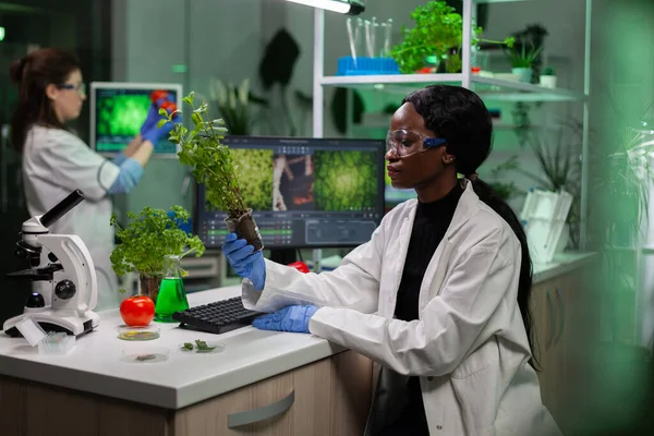 African american biologist doctor researcher holding gmo sapling — Stock Photo, Image