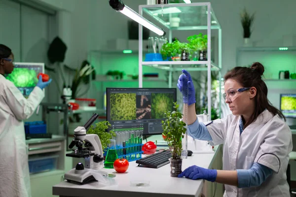 Chemist researcher woman measuring green sapling using ruler — Stock Photo, Image