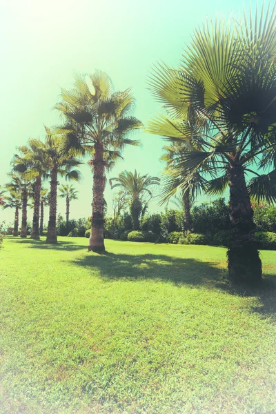 Palme am Strand Vintage Image — Stockfoto