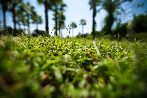 Zielona trawa na tle drzew blured palm — Zdjęcie stockowe