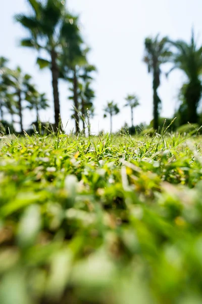 Gras auf blauem Palmenhintergrund — Stockfoto