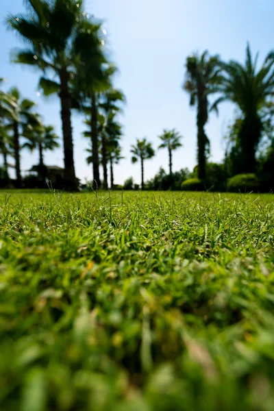 Grünes Gras auf Palmen Hintergrund — Stockfoto