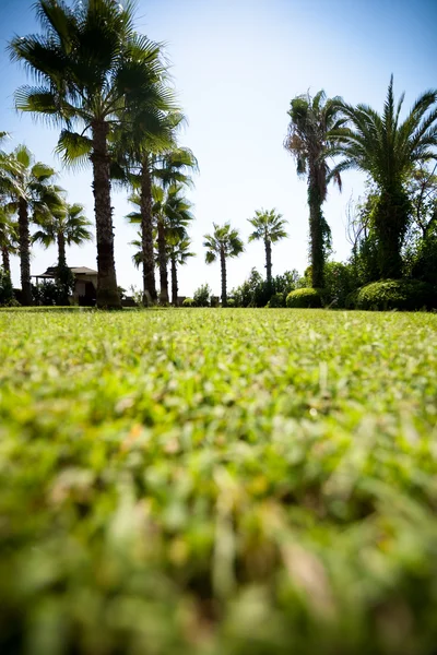 Palmier exotique avec herbe verte devant — Photo