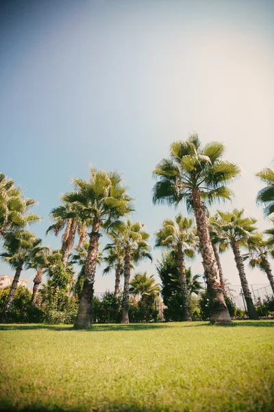 Palma nad błękitnym niebem — Zdjęcie stockowe