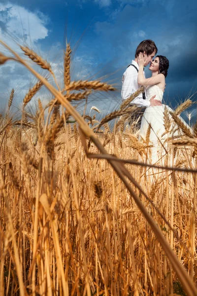 No par de amor no dia de casamento no campo de trigo — Fotografia de Stock