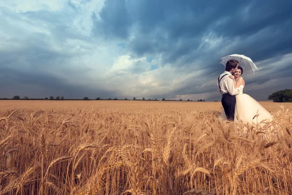 Noivo beijando a noiva no campo de trigo — Fotografia de Stock
