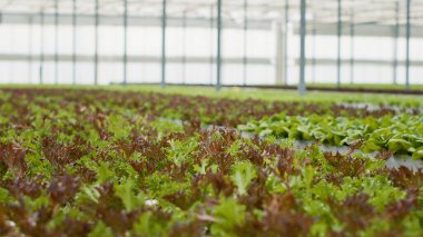 Biyolojik ürün yetiştiren hidroponik çevresi olan boş seradaki tam gelişmiş sebze bitkilerine odaklanın. Organik toprakta farklı marul türleri hasat ve teslimata hazır..