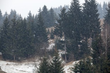 Kış vakti dağlarda çam