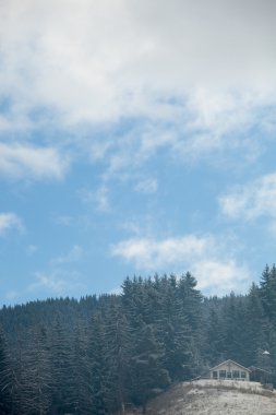 Kış vakti dağlarda çam