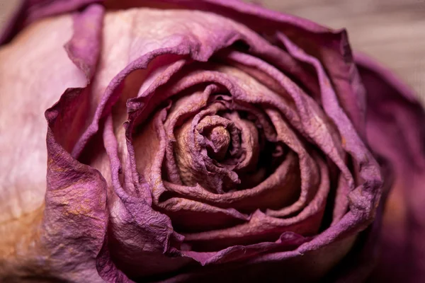 Νεκρά τριαντάφυλλα σε vintage ξύλινα φόντο — Φωτογραφία Αρχείου