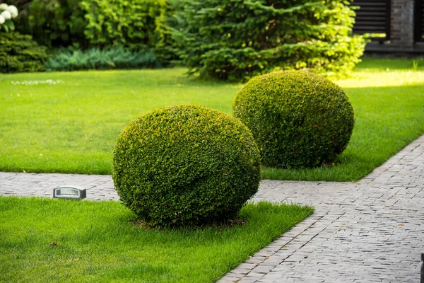 Boxwood Bushes Decoration Landscape Design — Foto de Stock
