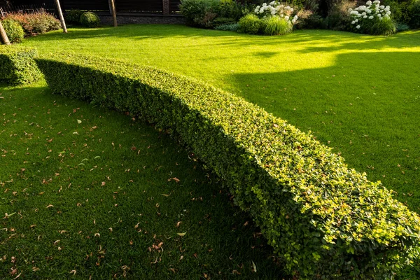 常緑樹は屋外造園に幾何学的な茂みをトリミング — ストック写真