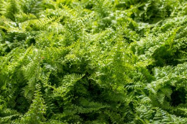 Genç yeşil yapraklar eğreltiotu, yukarıdan manzara