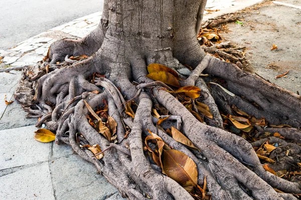 Dużymi Korzeniami Drzew — Zdjęcie stockowe