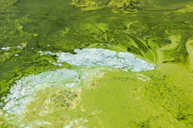 Çamurlu yeşil su