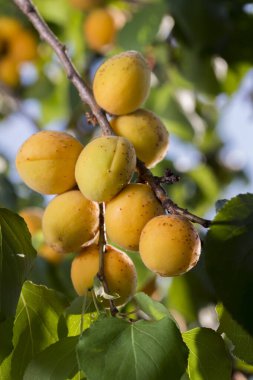 Olgun kayısılar bir ağacın gölgesinde