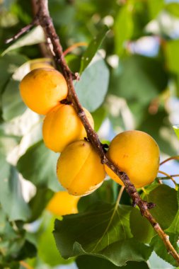 Olgun kayısılar bir ağacın gölgesinde
