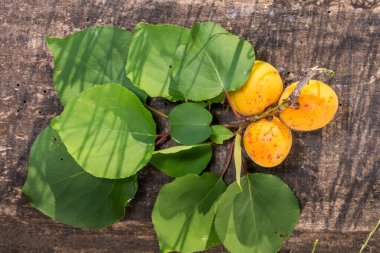 Kayısılar gölgeli masada.