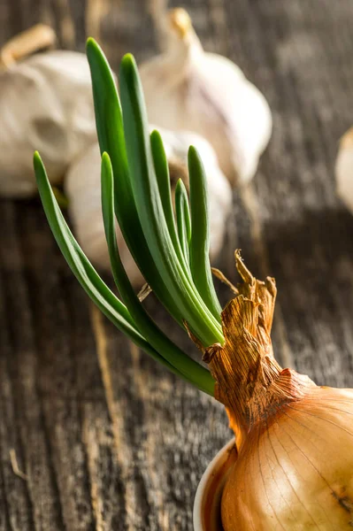 Fiatal Csírázó Hagyma Egy Fából Készült Asztalon Egy Csészealj Háttérben — Stock Fotó