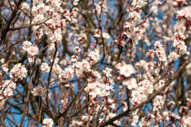 Kayısı çiçekleri