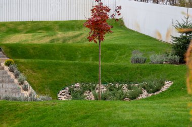 Bahçedeki çimenler, taştan bir çiçek tarhı ve her zaman yeşil olan boxwood çalılarından artakalan ardıç ağacı ile manzara tasarımı.