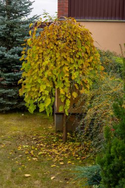 Renkli yaprakların sonbahar manzarası, yemyeşil çalılar, dikenli çalılar, manzara tasarımı