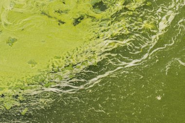 Yeşil su alg çiçeklenme