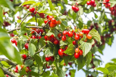 Ağaç dalında olgun bir köpek ağacı.
