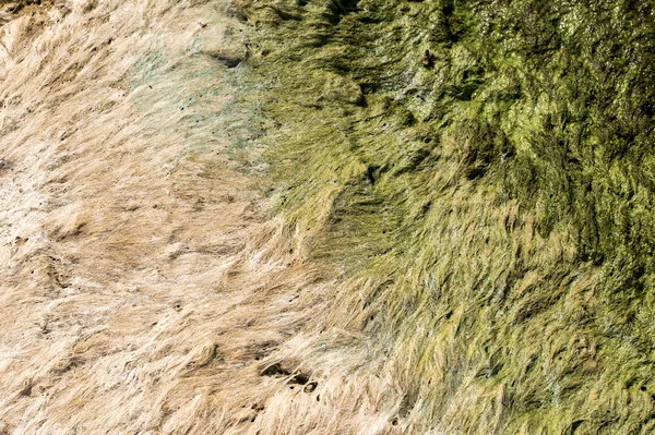 Gröna alger nära stranden — Stockfoto