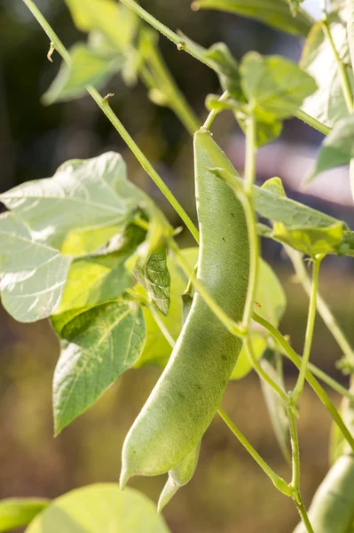 Beans in the garden — Stock Photo, Image